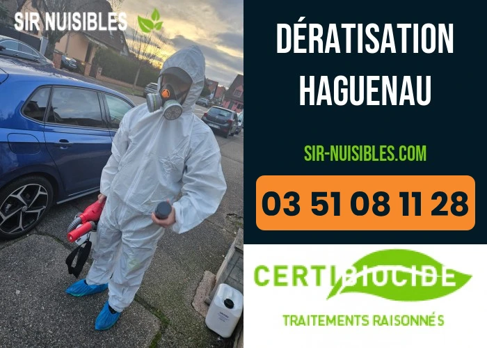Dératisation à Haguenau par SIR Nuisibles