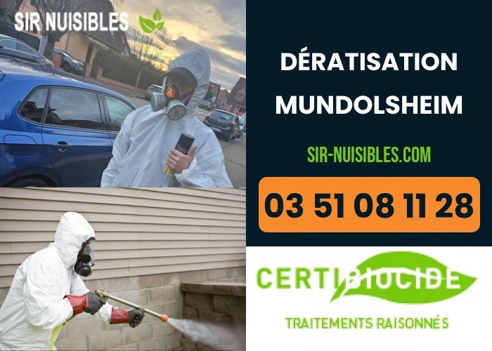Dératisation à Mundolsheim