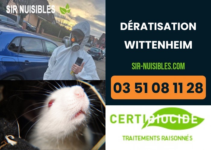 Dératisation à Wittenheim