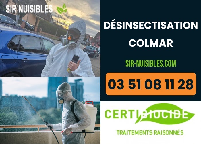 Désinsectisation professionnelle à Colmar