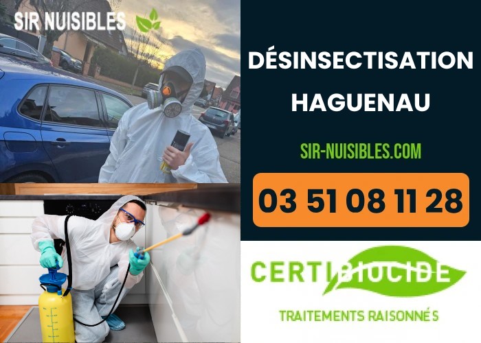 Désinsectisation professionnelle à Haguenau
