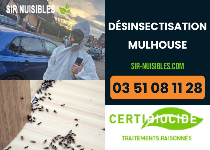 Service de désinsectisation à Mulhouse