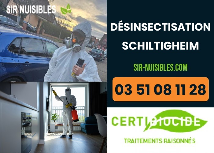 Traitement anti-insectes à Schiltigheim
