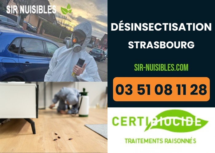 Traitement anti-insectes à Strasbourg