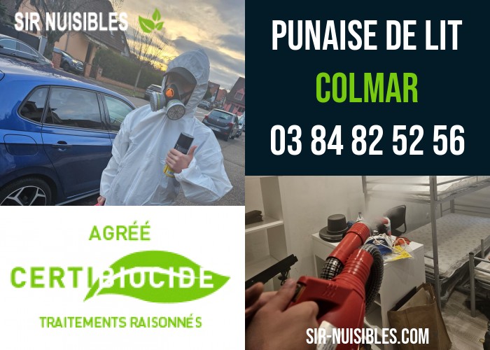 punaise de lit Colmar SIR Nuisibles