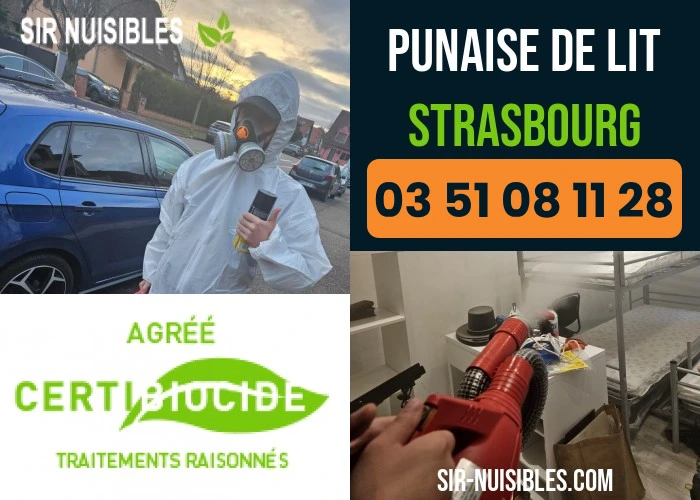 Traitement punaises de lit à Strasbourg