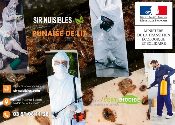 Traitement punaises de lit SIR Nuisibles