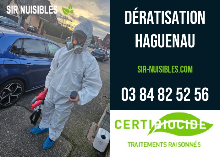 sir nuisibles dératisation Haguenau